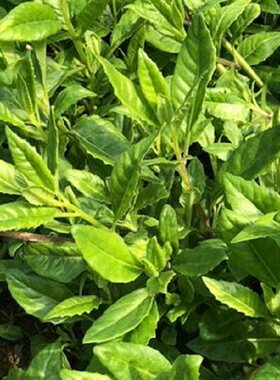 降糖草 降压草长寿草富贵菜 泰国仙草盆栽苗白背三七降糖茶救命草