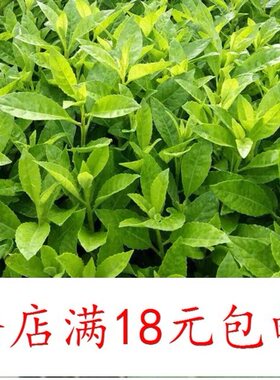 降压草救命草 泰国仙草 尼基罗草神仙草 降糖草盆栽苗 鲜叶 干叶