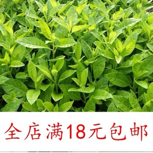 降压草救命草 泰国仙草 尼基罗草神仙草 降糖草盆栽苗 鲜叶 干叶