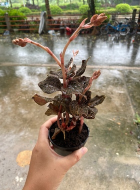 正宗金线莲种植苗特级整株福建南靖原装原土包邮食用好养活