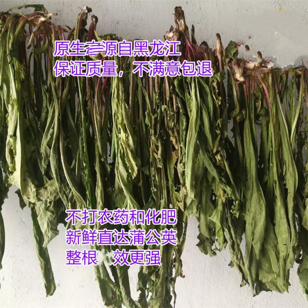 东北农家新货野生蒲公英叶子茶 婆婆丁整根干货包邮