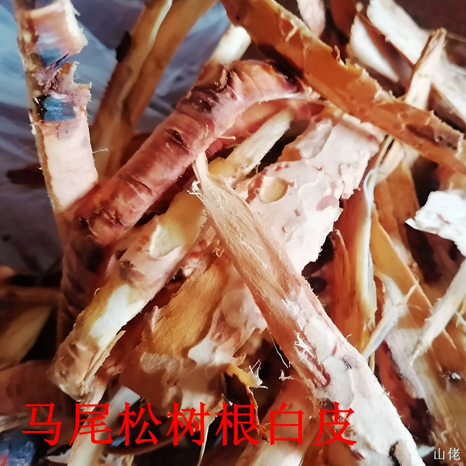松树根白皮药用无糖保健养生茶