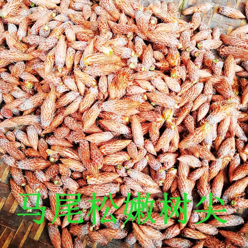 野生马尾松嫩芽嫩松尖药用松树嫩芽新鲜松树芽无糖全松养生茶包邮