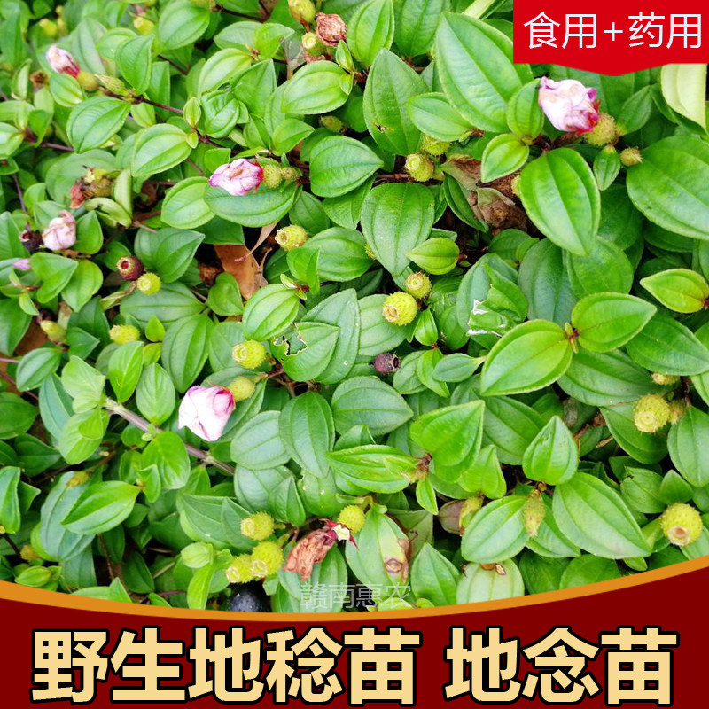 现挖野生地菍草容易活铺地锦紫茄子阳台庭院药用四季常青绿植盆栽