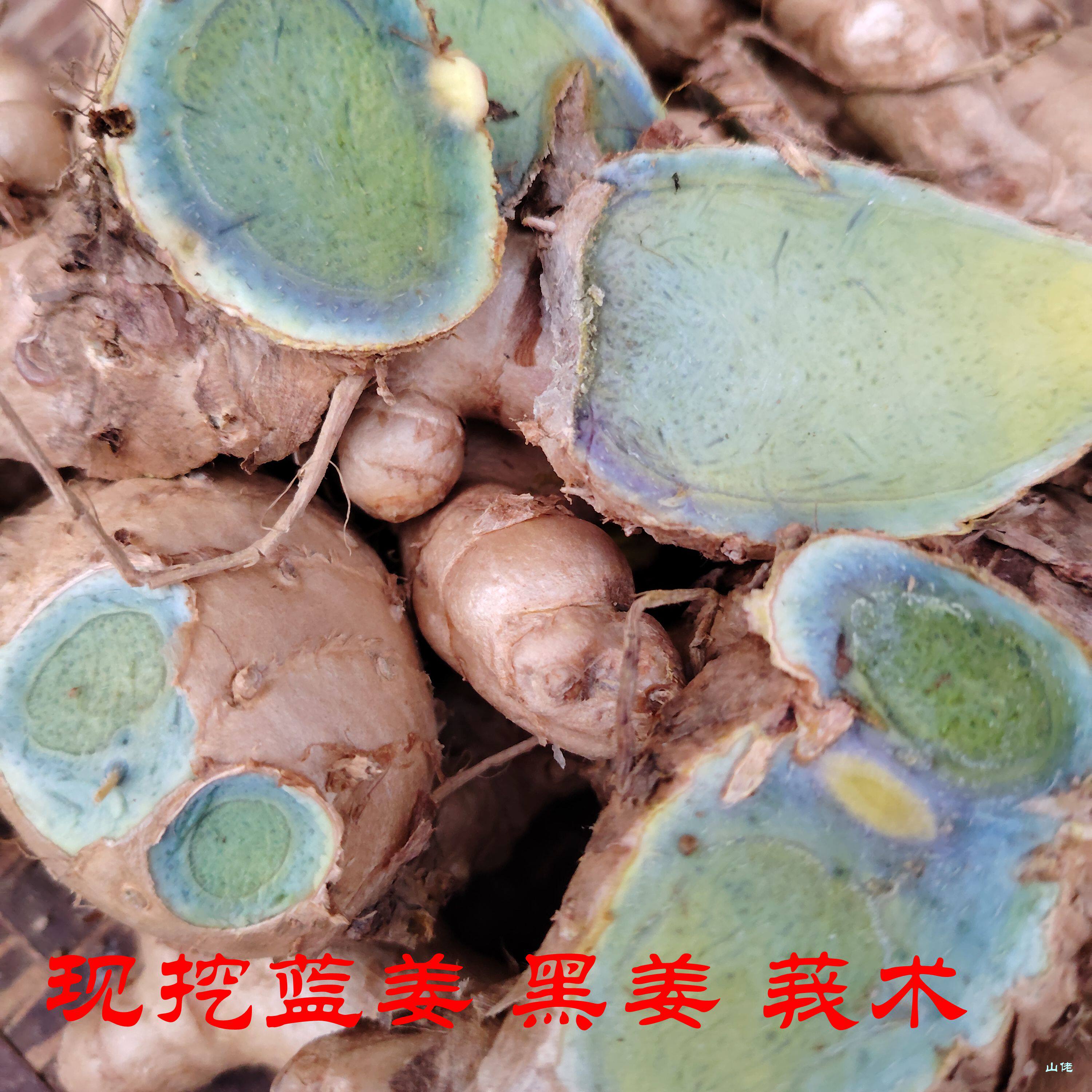 蓝姜老乌姜黑姜莪术中药材