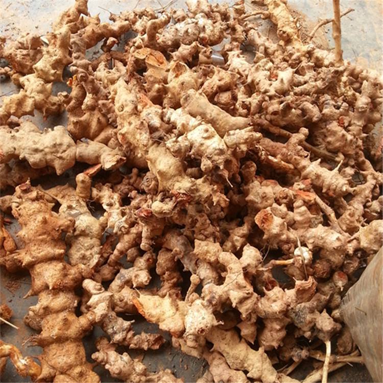 野生新鲜菝葜金岗头铁菱角金岗刺乌鱼刺冷饭头铁刺苓煲汤泡酒材料