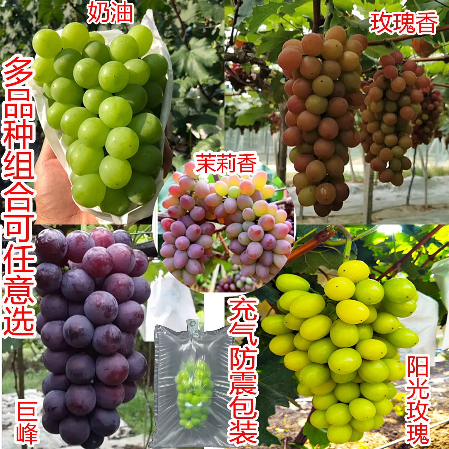 新鲜马陆葡萄茉莉香无籽奶油香醉金香夏黑巨玫瑰香巨峰巨丰葡萄