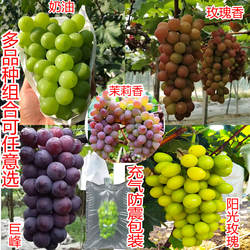 新鲜马陆葡萄茉莉香无籽奶油香醉金香夏黑巨玫瑰香巨峰巨丰葡萄
