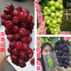 马陆葡萄无籽浪漫红颜晴王青提巨峰巨丰葡萄果园新鲜水果现摘
