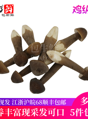 【包生鲜】小黑皮鸡枞菌500g 5-6cm云南野生食用鸡棕菇新鲜菌