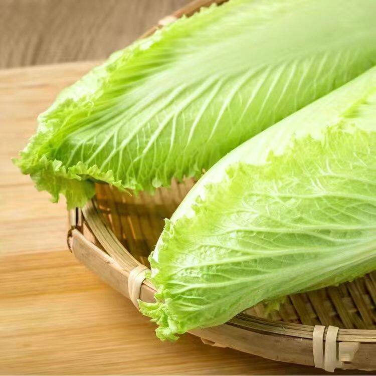 龙牙白菜产量,龙牙白菜种植_大山谷图库