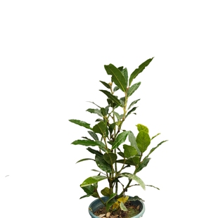 月桂树苗香叶树苗可食用做菜调料四季常青中药材庭院阳台观叶植物