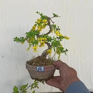 金雀花盆景精品植物绿植庭院带春季带花苞微型盆栽小金雀锦鸡花