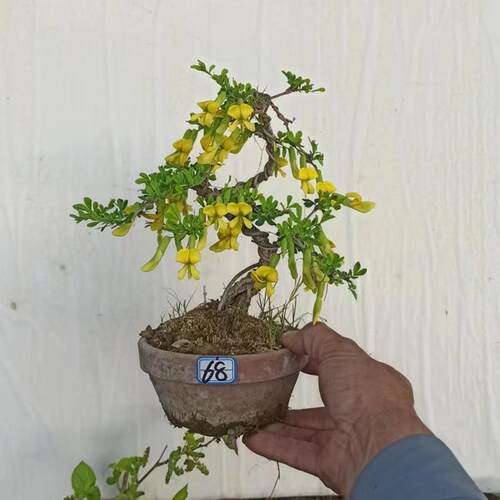 黄金雀盆栽室内好养耐寒