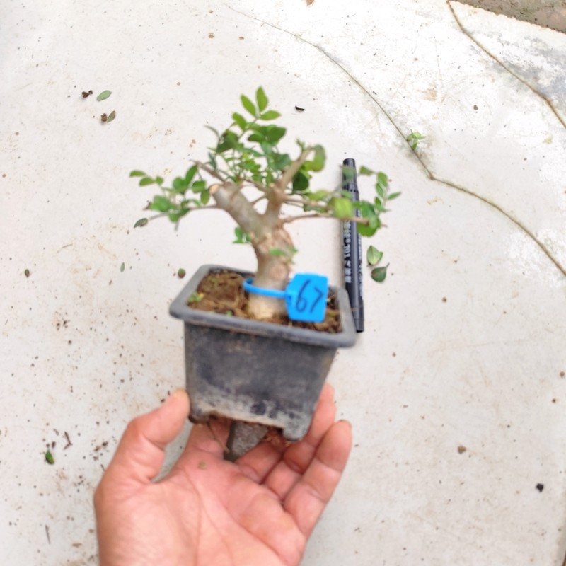 对节白蜡老桩盆景素材