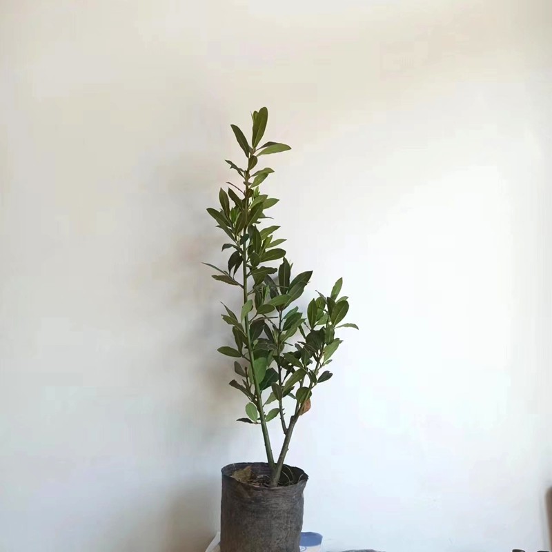 香叶树苗月桂叶食用观叶中药材盆栽阳台庭院做菜调料四季常青绿植