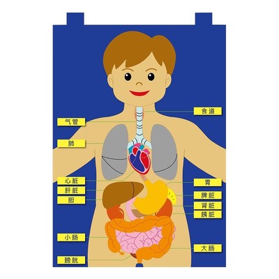 人体器官挂袋新款帮助幼儿学习人体科学身体部位结构益智玩具认知