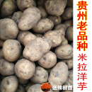 贵州纳雍威宁高山新鲜洋芋老品种米拉黄心现挖土豆马铃薯非转土豆