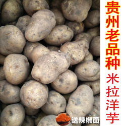 贵州纳雍威宁高山新鲜洋芋老品种米拉黄心现挖土豆马铃薯非转土豆
