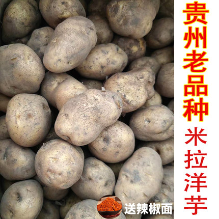 贵州纳雍威宁高山新鲜洋芋老品种米拉黄心现挖土豆马铃薯非转土豆