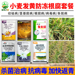 小麦发黄干尖黄叶病毒病根腐病死苗烂根纹枯病茎基腐病农药杀菌剂