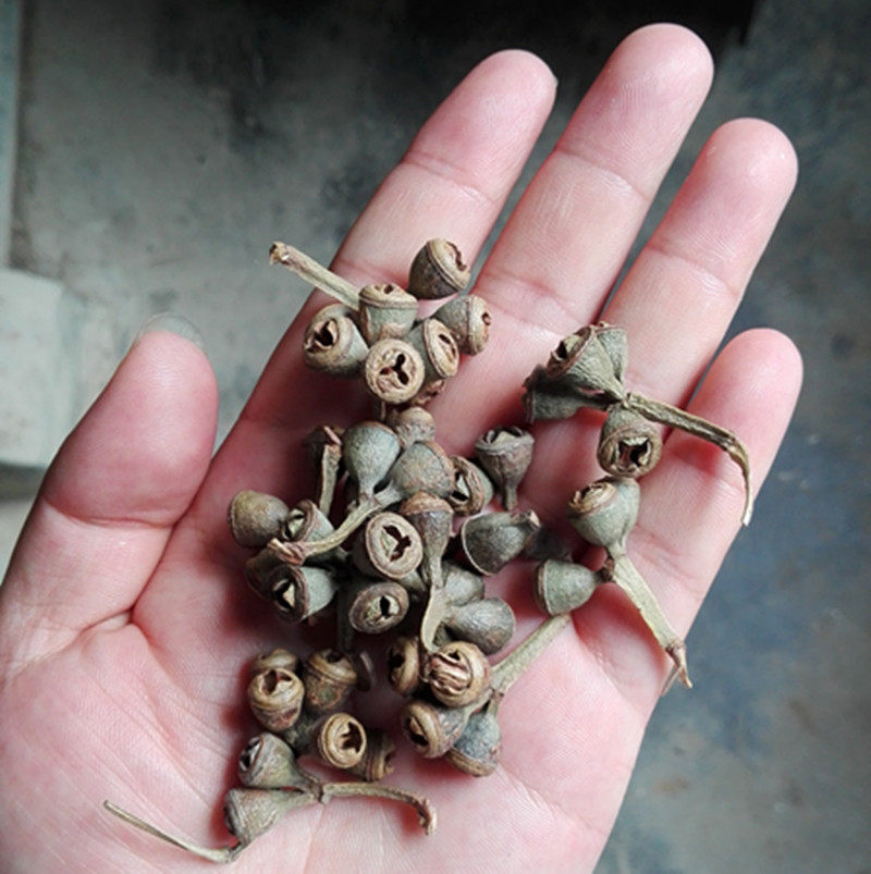 正宗云南野生一口钟 一口盅蓝桉红喇叭花串手链手串500克买2送1