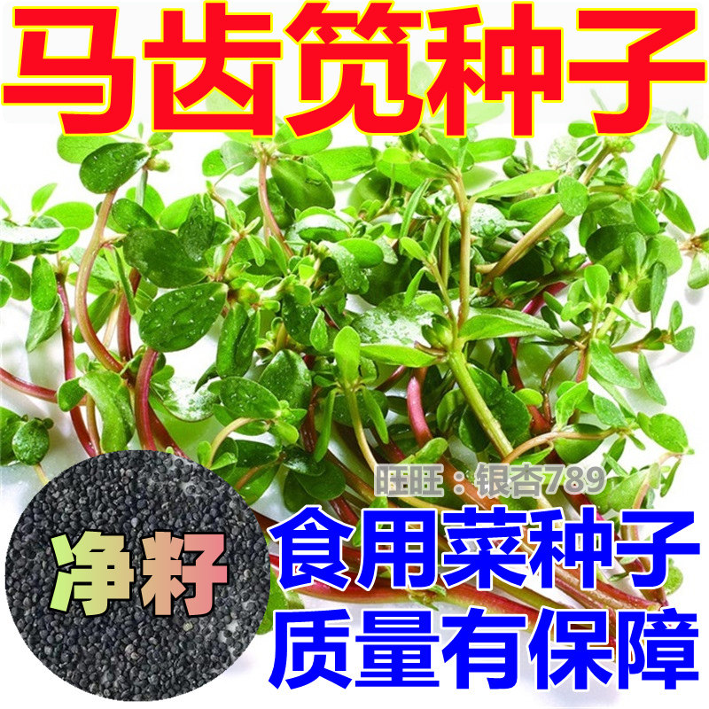马齿笕种子四季播种马菜马齿苋菜长寿菜保健食用蔬菜野菜种籽易种