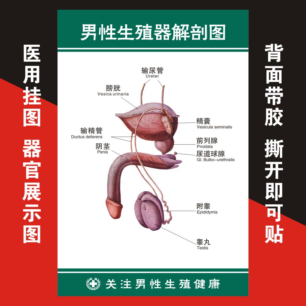男科男性生殖器系统图医院用挂图泌尿前列腺贴墙海报定制自粘墙贴