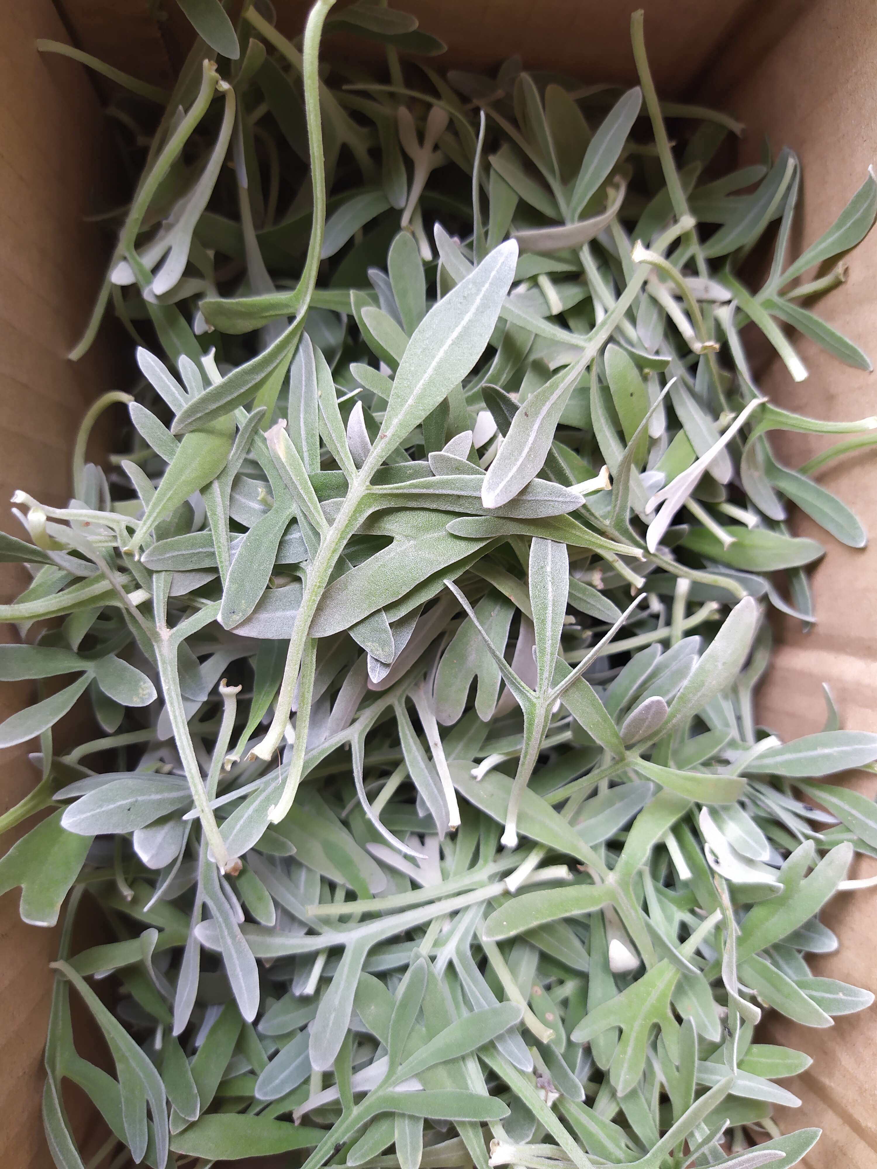 中草药 芙蓉菊叶 香菊叶 玉芙蓉叶 千年艾叶 蕲艾叶 鲜品纯叶250g