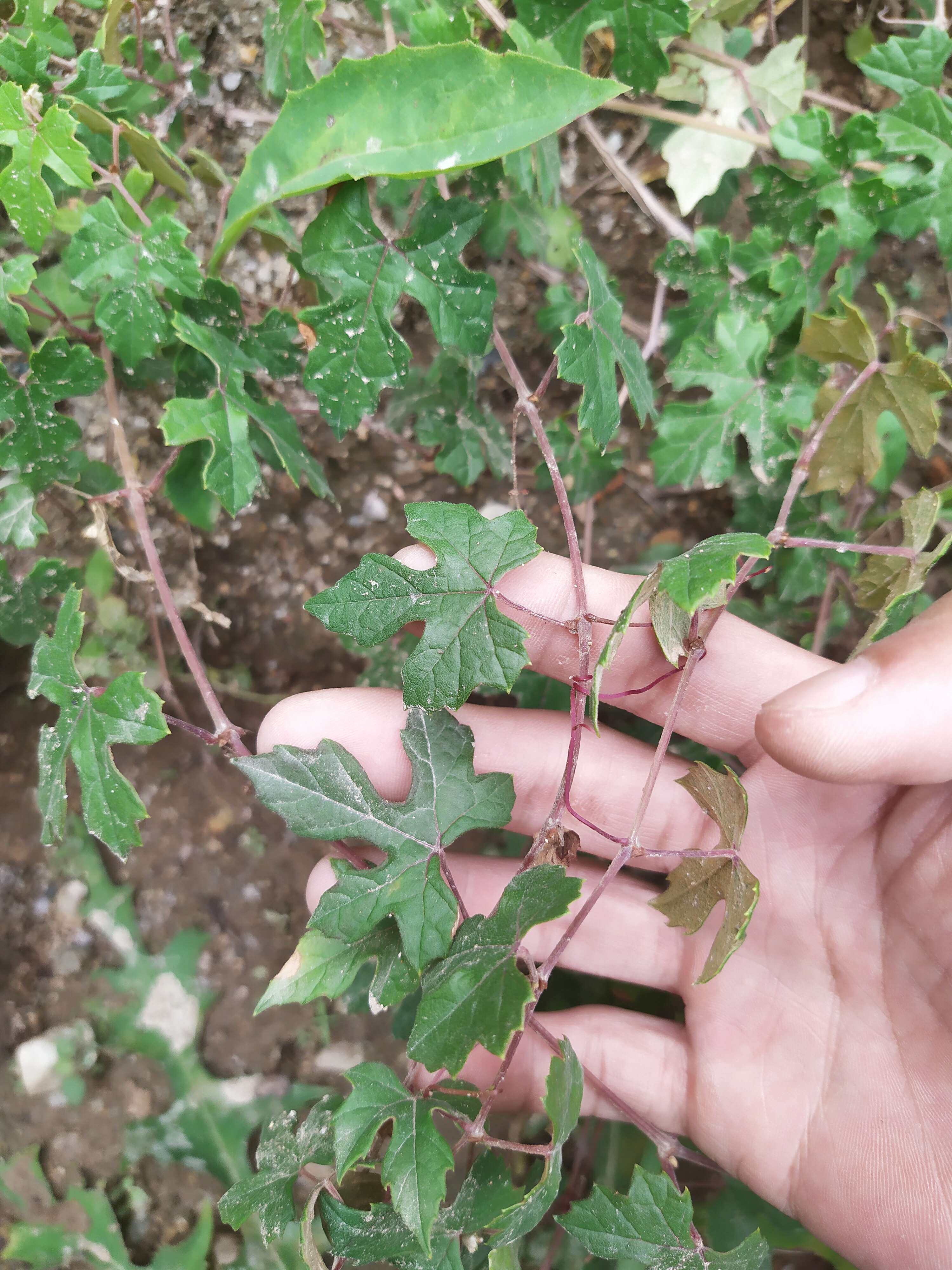 中草药 猫耳藤 蘡薁藤  山红羊 小平布藤 野葡萄藤 甘古藤 酸古藤