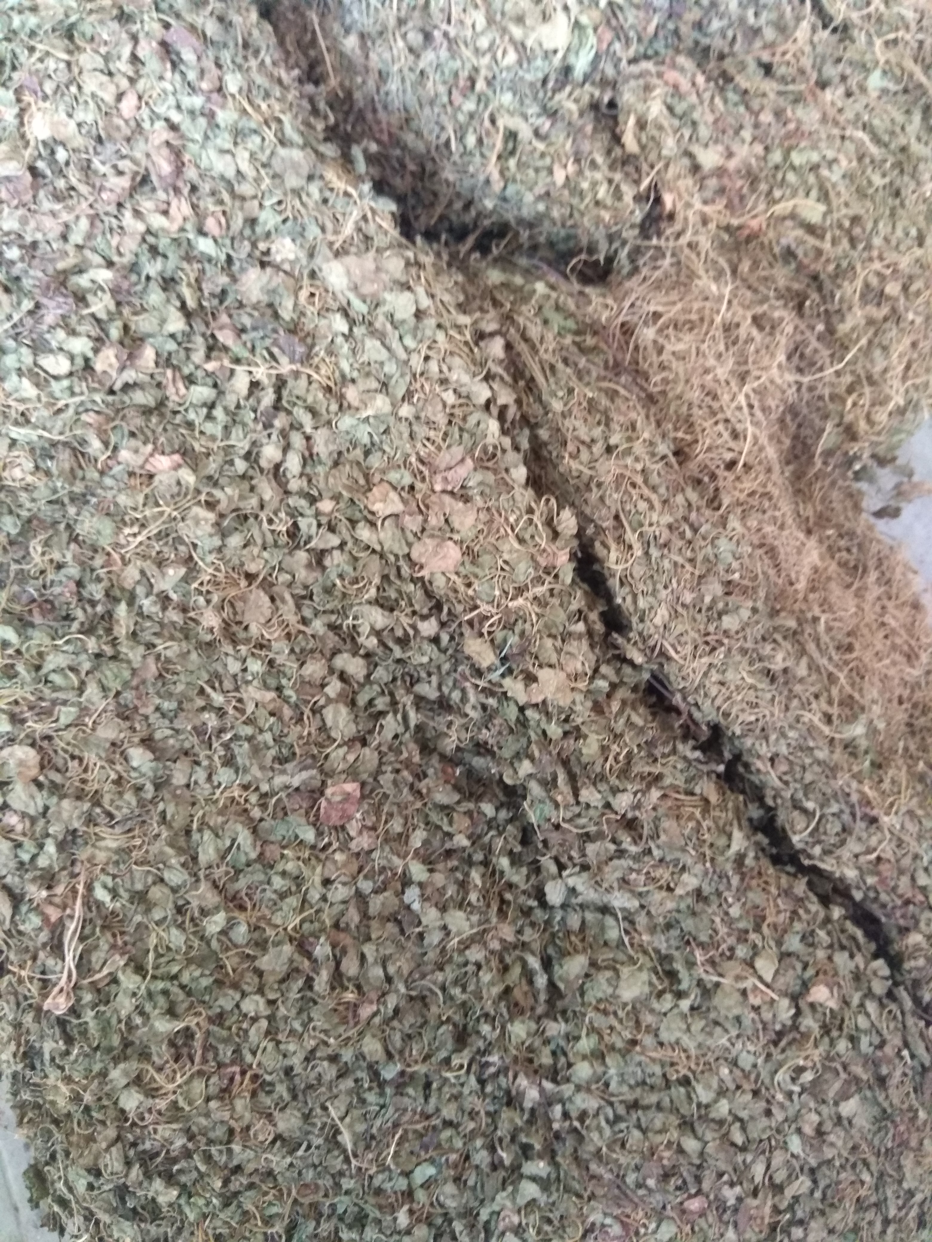 野生 中草药 马蹄金 金钱草 小叶金钱草 铜钱草
