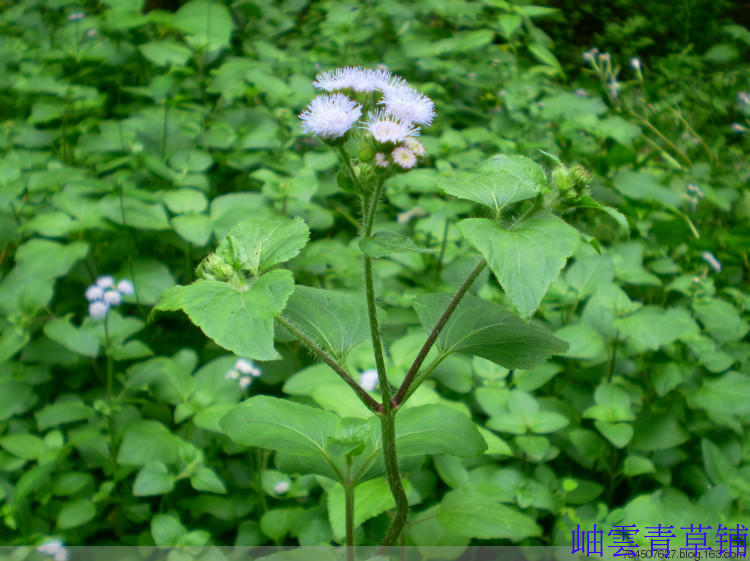 野生中草药 胜红蓟 白花草  白毛苦 白花臭草 鲜品3斤或干品1斤