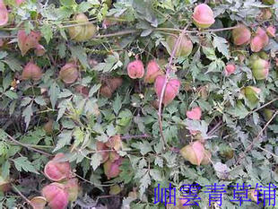 野生 中草药 倒地铃 金丝苦楝 风船葛 鲜品3斤或干品1斤