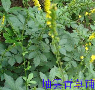 野生中草药 仙鹤草 脱力草 老牛筋 龙牙草