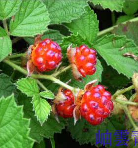 野生中草药茅莓根蛇泡三月红梅