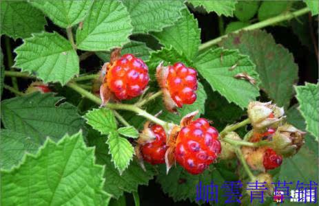 野生中草药茅莓根蛇泡三月红梅