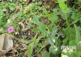 野生中草药 鲜品/干品 叶下红 一点红 红背子草 69元/2斤