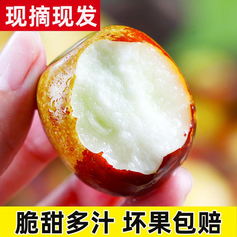 沾化冬枣大枣新鲜采摘