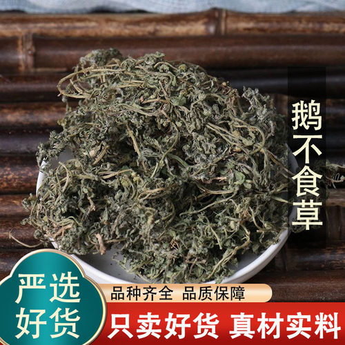 鹅不食草中药材鹅不吃