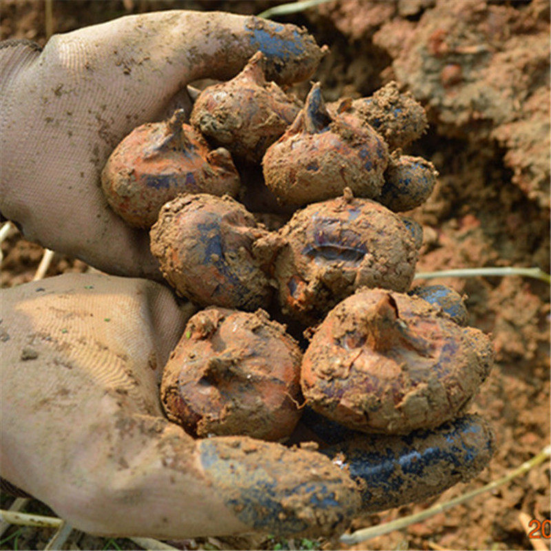荔浦马蹄荸荠种子广西优质健康马蹄组培苗新鲜现挖高产量种植包邮