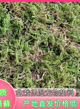 干青苔花盆铺面保湿苔藓干青苔