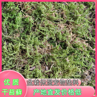 干苔藓水苔乌龟冬眠宠物垫料植物运输青苔花盆铺面保湿蝴蝶兰爬虫