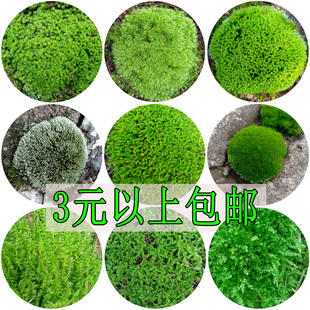 苔藓盆景微景观白发缸盆栽青苔绿苔植物鲜活雨林造景短绒星星羽藓