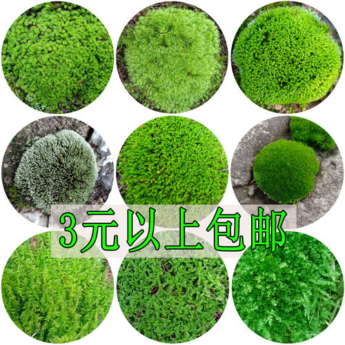 生态瓶装饰鲜活苔藓盆景