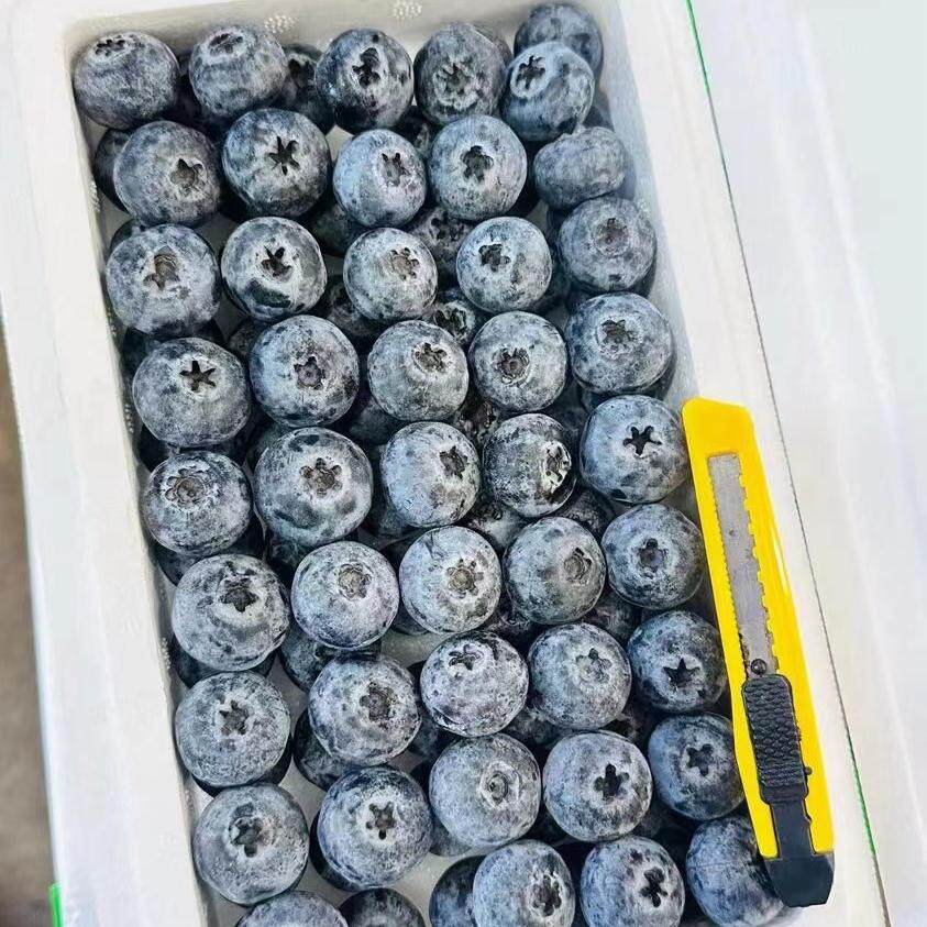 沈阳发货丹东特甜L25蓝莓大果新鲜应季宝宝水果辽宁包邮