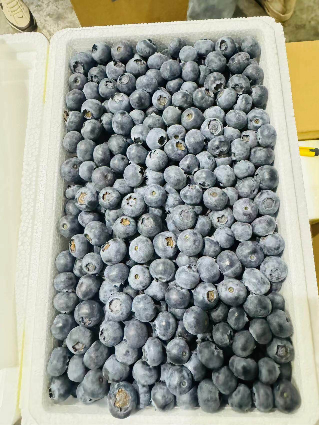 云南空运蓝莓 沈阳发货云南空运蓝莓品种L42果霜好新鲜辽宁包邮