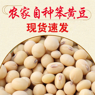 老品种黄豆农家自种非转基因黄豆大豆土黄豆笨黄豆豆浆原料煮粥