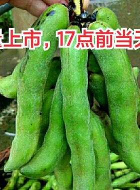 龙爪豆猫豆狗儿豆农家自种