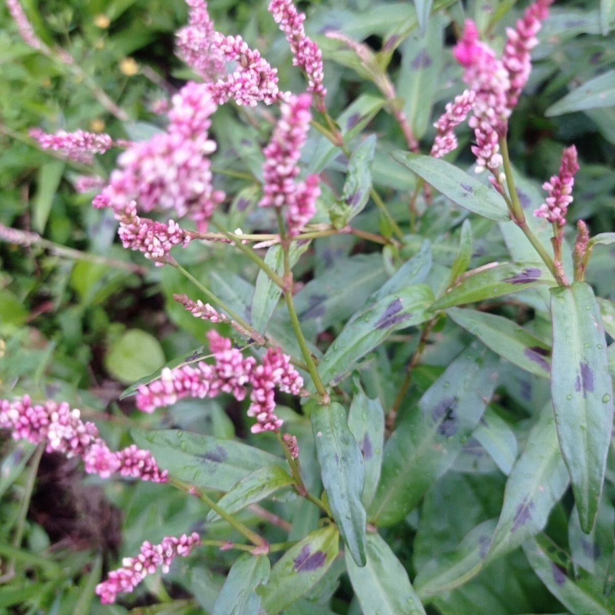 新鲜辣蓼草酒曲现挖香柳水鬃蓼红辣蓼红花辣马蓼辣寥辣椒草中草药