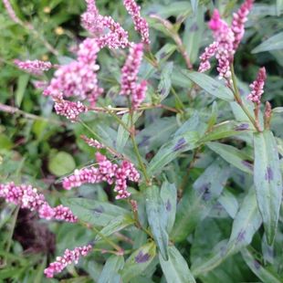 新鲜辣蓼草酒曲现挖香柳水鬃蓼红辣蓼红花辣马蓼辣寥辣椒草中草药